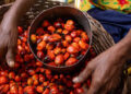 Palm oil: Lessons for Nigeria from Malaysia