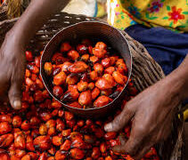 Palm oil: Lessons for Nigeria from Malaysia