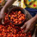 Palm oil: Lessons for Nigeria from Malaysia