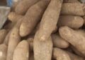 Neither fish nor nuts: the food that could help boost memory and neural development is a humble tuber that many people still overlook