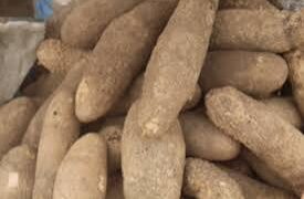Neither fish nor nuts: the food that could help boost memory and neural development is a humble tuber that many people still overlook
