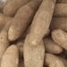Neither fish nor nuts: the food that could help boost memory and neural development is a humble tuber that many people still overlook